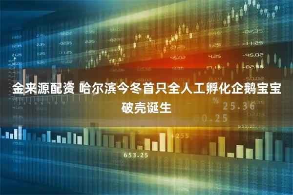 金来源配资 哈尔滨今冬首只全人工孵化企鹅宝宝破壳诞生