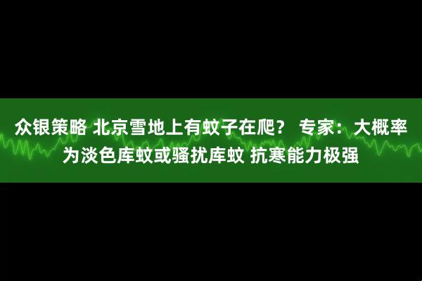 众银策略 北京雪地上有蚊子在爬？ 专家：大概率为淡色库蚊或骚扰库蚊 抗寒能力极强